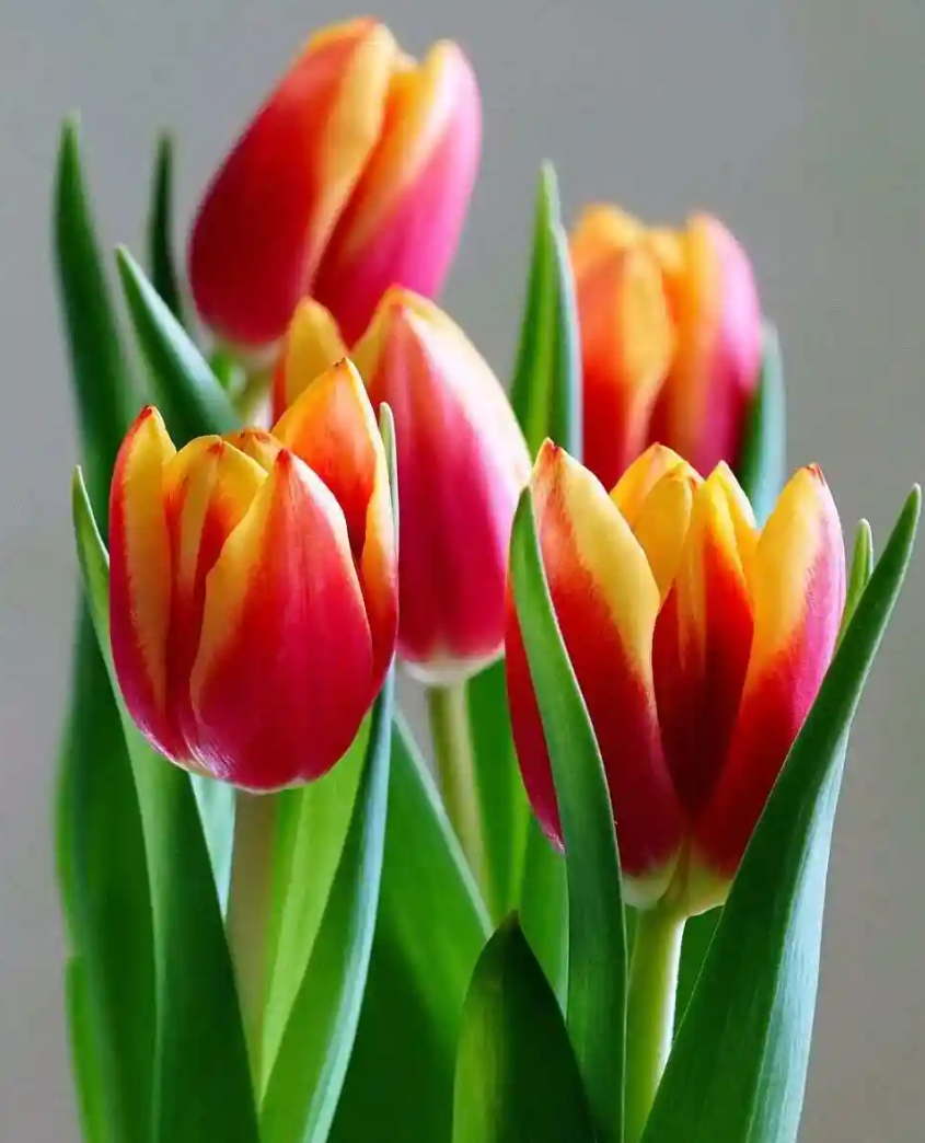 郁金香介绍：形态特征与栽培指南（Tulipa